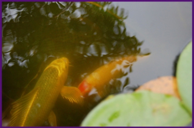 poissons logis des douves