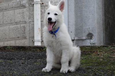 animaux logis des douves